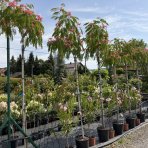 Albízia ružová (Albizia Julibrissin) - výška 270-290 cm, obvod kmeňa 6/8 cm, kont. C18L